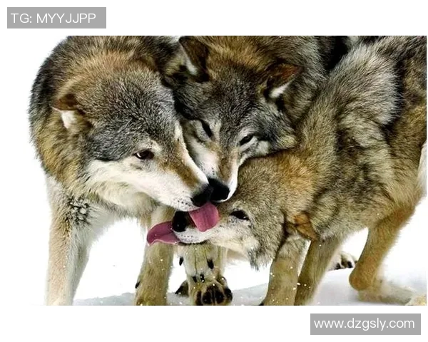 步行者与狼的较量探讨生存智慧与团队合作的重要性